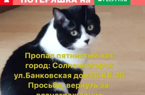Пропала пятнистая кошка в Солнечногорске