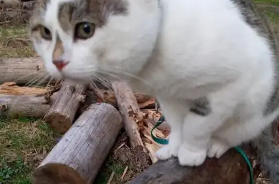 Потерянные животные Ковров, фото: Пропал двухцветный кот возле Космонавтов. Вознаграждение. Ковров.