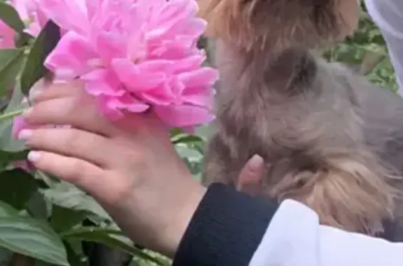 Пропала собака Миша во Владикавказе