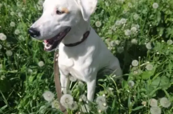 Найдена собака возрастом 2 года в Москве