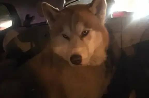 Найден пёс метис в Москве