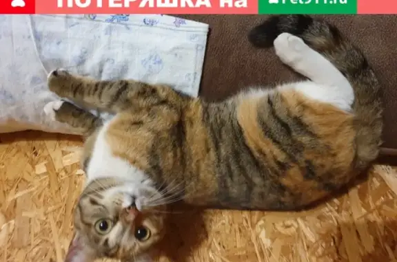 Пропала кошка в Томске, поселок Степановка, Туркменский переулок 3