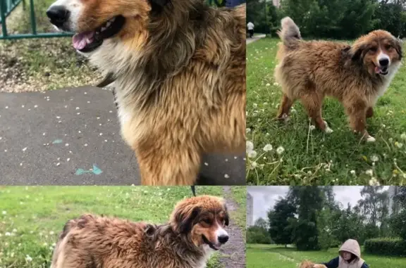 Найдена собака около дома на улице Крылатские Холмы, 30к4