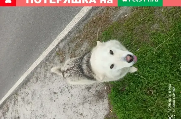 Собака найдена в селе Новая Нелидовка, Белгородский район.