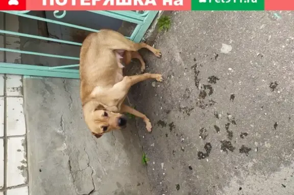 Найдена худая домашняя собака на улице Касимовская, 21