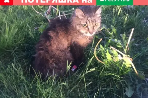 Кошка найдена на Алтуфьевском ш.
