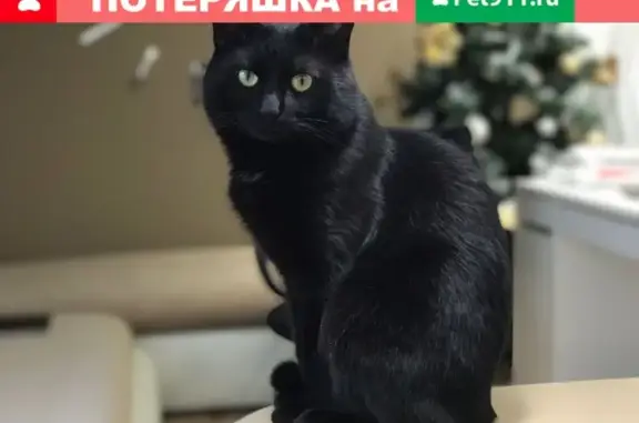 Пропала кошка в Москве на пер. Докучаев 17.