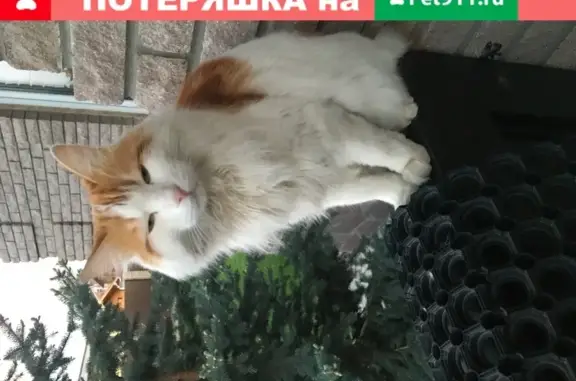 Пропала кошка породы курильский бобтейл в Перми, кличка Марс