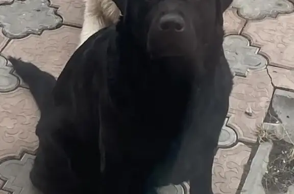 Собаки потеряшки, Тюмень, фото: Потеряшка черный лабрадор в Тюмени