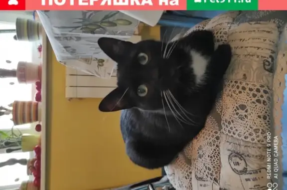 Найден черный кот с белой грудкой на Варшавском шоссе, возраст более 7 лет