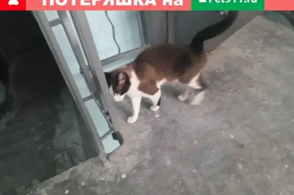 Найдена кошка на ул. Серова, голубые глаза