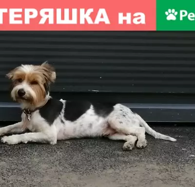 Найдена собака Арчи в Краснодаре