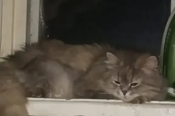 Потерялась серая кошка в Ростове-на-Дону