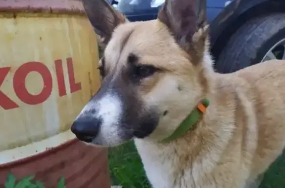Найдена собака в СПб, Юбилейное - Ручьи
