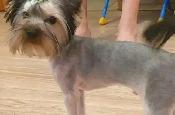 Собаки потеряшки, Калининград, фото: Потеряшка Йорк Тедди в п.Дружный, Калининград (10 мес.)