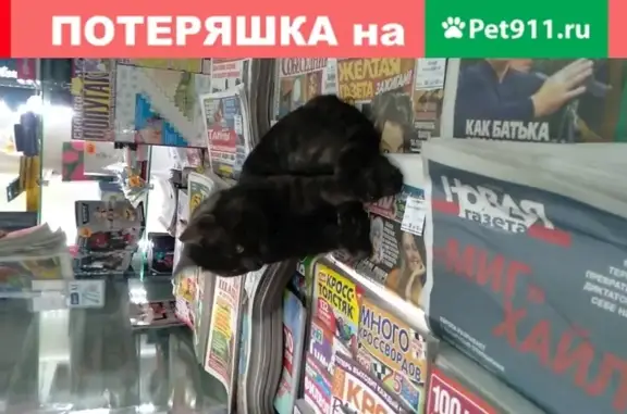 Пропала кошка в районе м. Чертановская.