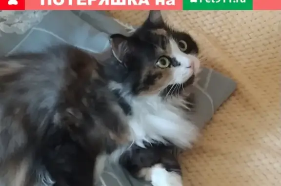 Пропала трёхцветная кошка в Москве