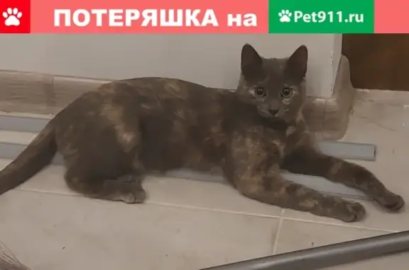 Пропала кошка в Щёлково, вознаграждение