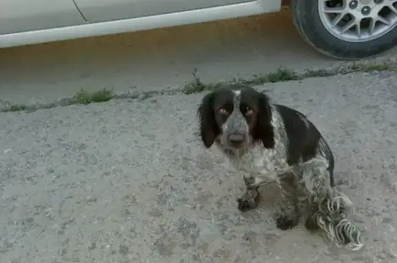 Собака найдена в Ср. Ахткбе возле кладбища