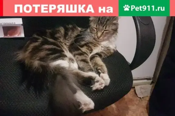 Найдена молодая кошка с рисунком в Москве