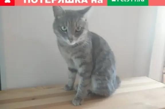 Найдена кошка на улице Расплетина, Москва