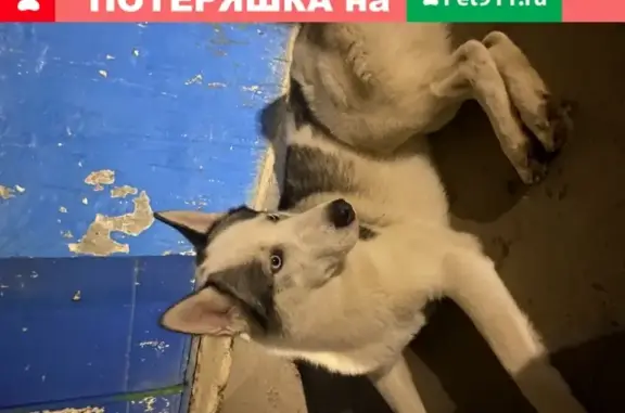 Найдена ухоженная собака в Чебоксарах