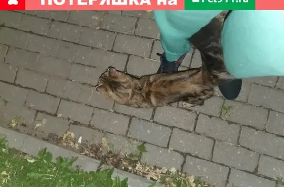 Найдена серая кошка на ш. Энтузиастов, д. 100А
