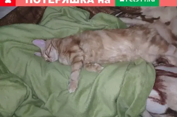 Пропала пушистая кошка на Молдавской, 71