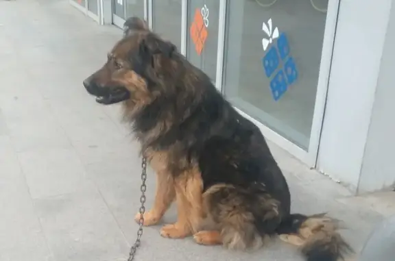 Собака найдена около магазина Караван на ул. Мира, 41.