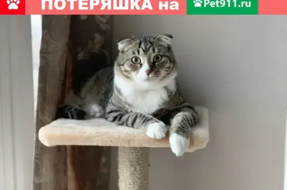 Кошки потеряшки, Москва, фото: Потеряшка кошка в деревне Лобаново, Москва