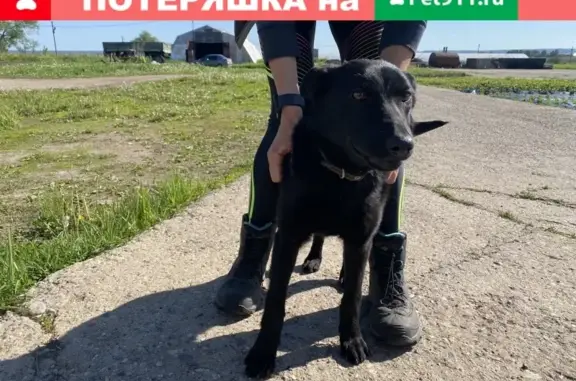 Найдена собака в деревне Подмошье, Московская область