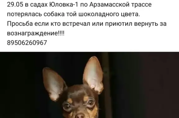 Собаки потеряшки, Нижний Новгород, фото: Потеряшка собака Тойтерьер в снт Юровка-1 (Нижегородская обл.)