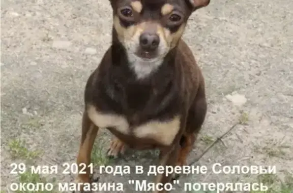 Собаки потеряшки, Соловьи, фото: Потеряшка собака Дарик в д. Соловьи, окрас шоколадный