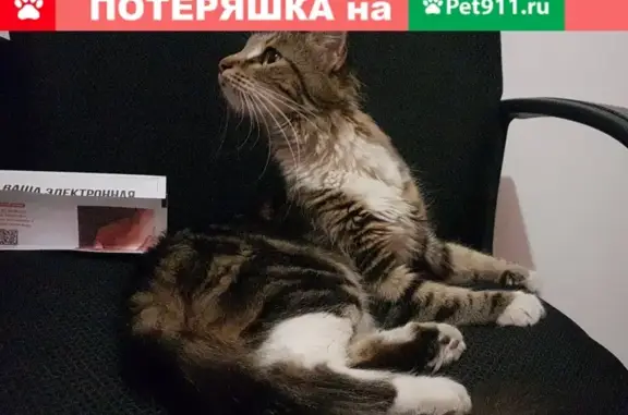 Найдена домашняя кошка в Москве, адрес: 2-й Южнопортовый проезд дом 23