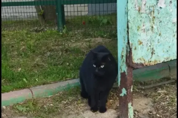 Найдена чёрная кошка во дворе в Фрязино