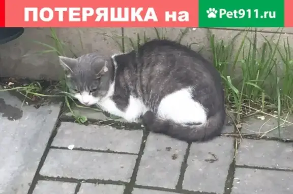 Найден кот на углу Горького/Чехова в Ростове
