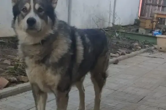 Собаки потеряшки, Нижний Новгород, фото: Потеряшка собака Маламут по кличке Майк в Н. Новгороде