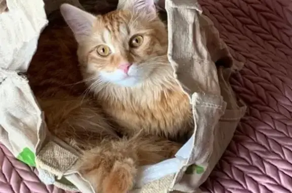 Кошки потеряшки, Санкт-Петербург, фото: Потеряшка кот Жорик в Подгорном, Ленобласть, возможно похищен