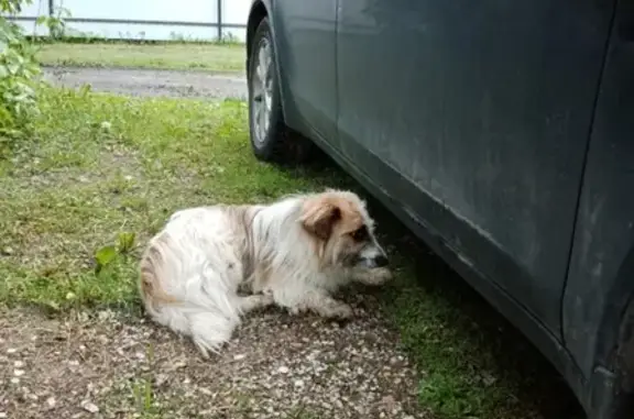Собака с ошейником найдена во дворе на улице Жуков.