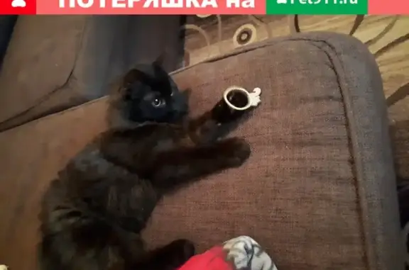 Пропала черная кошка, 1 Войковский проезд, Москва