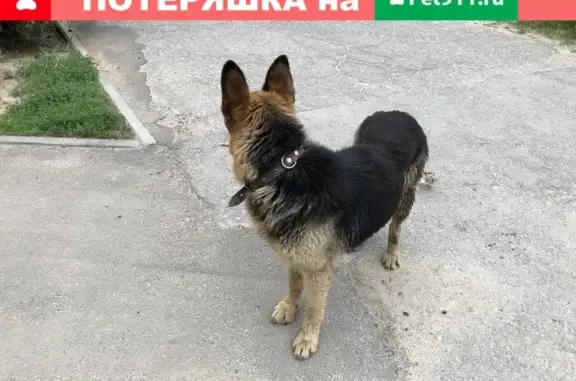 Найдена собака на Краснопресненской, Волгоград