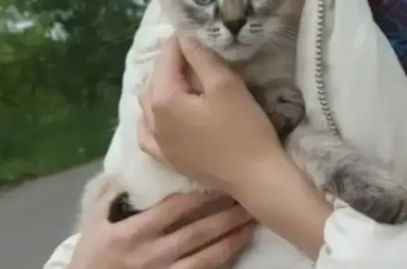 Найдена породистая кошка с голубыми глазами в Казани