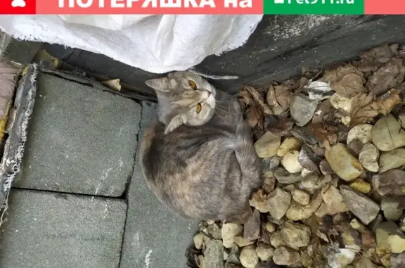 Найдена домашняя кошка в Иваново