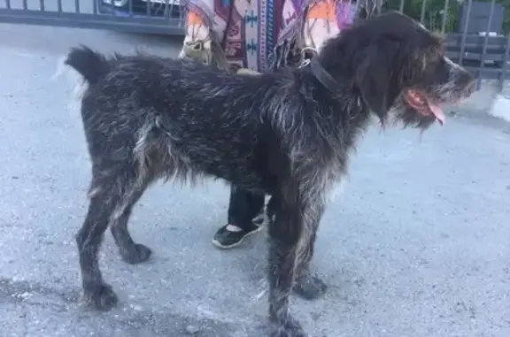 Найденные животные Пермь, фото: Найдена собака в районе Бродовский, Пермь.