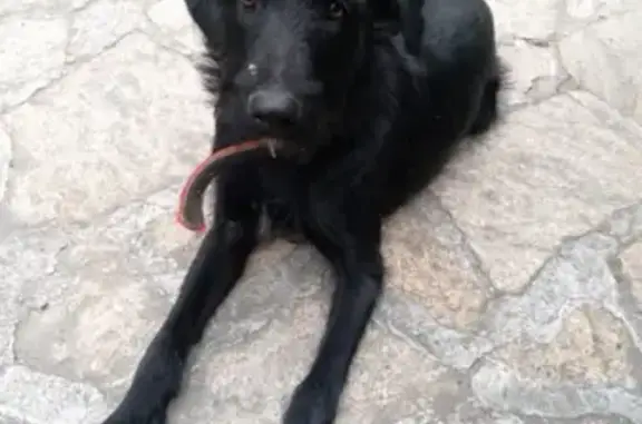 Найден пёс с ошейником в Екатеринбурге