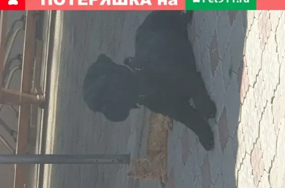 Пропала собака Черный терьер на ул. Карла Либкнехта, Волгоград