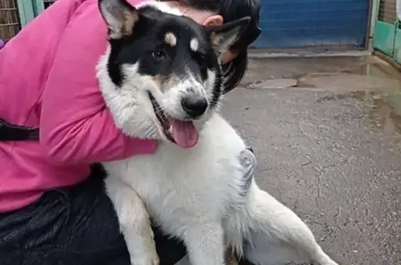 Найдена собака в Люберцах, дом 20, Комсомольский проспект