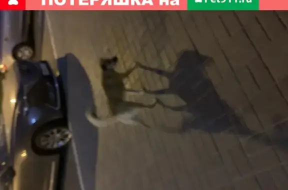 Найдена потерявшаяся собачка в Н.Новгороде