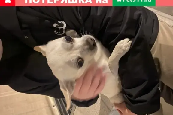 Собака Белый чихуахуа на Краснопресненской набережной, Москва