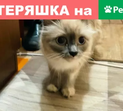 Пропала кошка на ул. Дзержинского 115